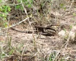 ATAJACAMINOS TIJERA -Hydropsalis brasiliana