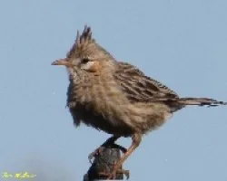 ESPINERO CRESTUDO - Coryphistera alaudina