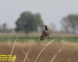 PEPITERO CHICO -Saltatricula multicolor