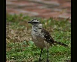 Mimus saturninus Calandria