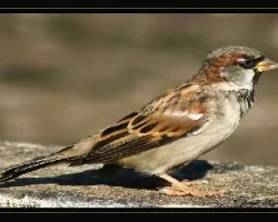 Passer domesticus