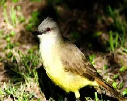 Picabuey (Machetornis rixosus)