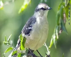 Calandria (mimus saturninus)