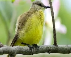 Picabuey (Machetornis rixosus)