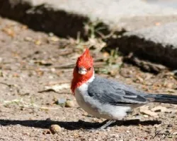 Cardenal comun Paroaria coronata