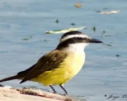 Benteveo, Pitangus Sulfuratus