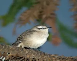 Calandria (mimus saturninus)