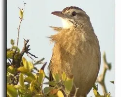 Le?atero Anumbius annumbi Firewood-gatherer 
