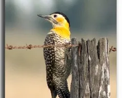Carpintero Campestre Colaptes campestris Field Flicker