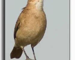 Hornero Com?n Furnarius rufus Rufous Hornero