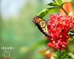 Mariposa en flor