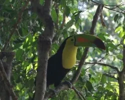 Ramphastos sulphuratos
