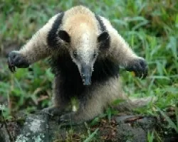Oso Hormiguero