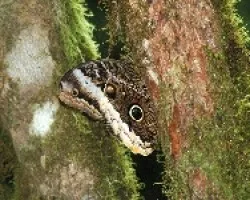 Caligo de Oro