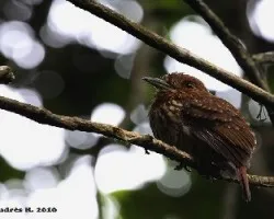 Malacoptila panamensis