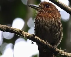 Malacoptila panamensis