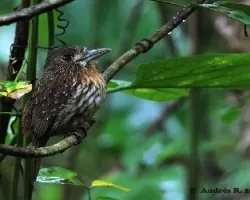 Malacoptila panamensis