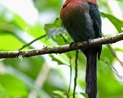 Electron platyrhynchum