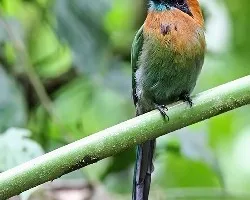 Electron platyrhynchum