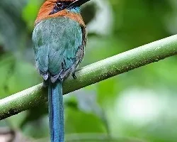 Electron platyrhynchum