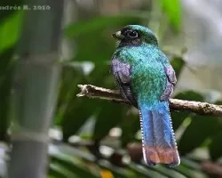 Trogon rufus