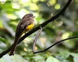 Trogon rufus