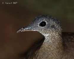 Tinamus major