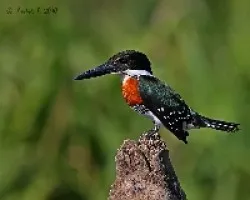 Chloroceryle americana