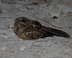 Nyctidromus albicollis