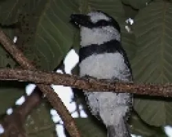 Notharchus macrorhynchos