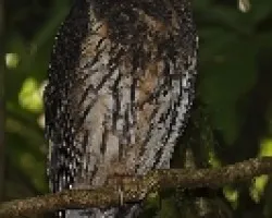 Ciccaba virgata