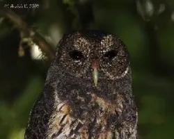 Ciccaba virgata