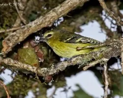 Vireo carmioli