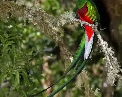 Pharomachrus mocinno