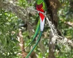 Pharomachrus mocinno