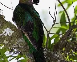 Pharomachrus mocinno