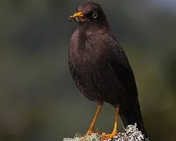 Turdus nigrescens
