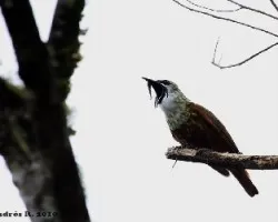 Procnias tricarunculata