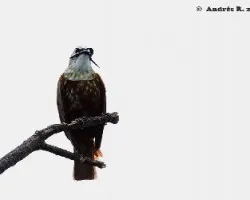 Procnias tricarunculata