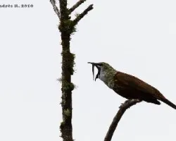 Procnias tricarunculata