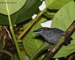 Cymbilaimus lineatus