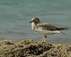 Surfbird (Aphriza virgata)