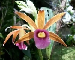 Flor