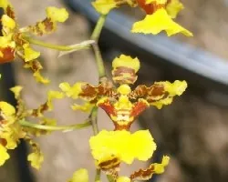 Oncidium