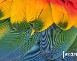 Plumaje