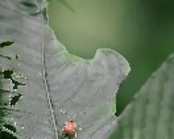 Insectos en tapantí