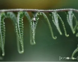 Insectos en tapantí
