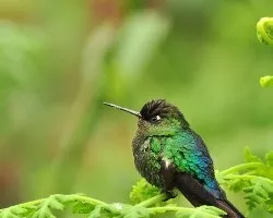 Colibrí
