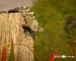Iguana