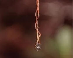 Gota de Agua